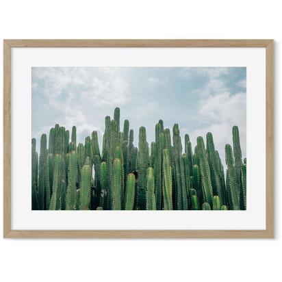 A Line Of Cactus Botanical Art Print - (A2) 42x59 cm - 16x23" / White Frame With Mount