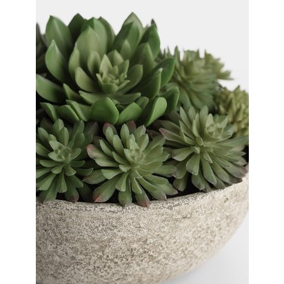 P aux echeveria 3 1000x