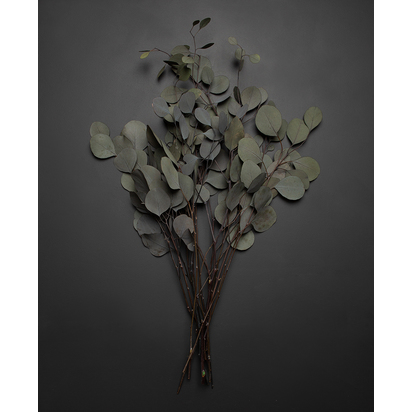 Preserved Eucalyptus Populus Bouquet