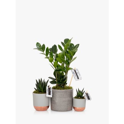 The Little Botanical Beginners Plant Gang Multi