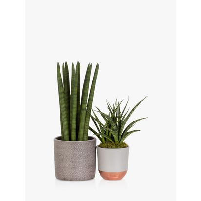 The Little Botanical Sansevieria Duo Plant Set Multi