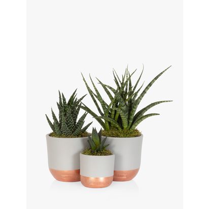 The Little Botanical Desk Buddy Plant Gang Multi | H25 x W18cm