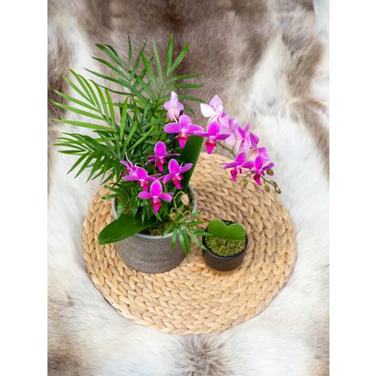 The Little Botanical Gift Of Love Plant Set Multi | H45 x W35cm