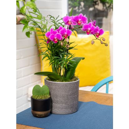 The Little Botanical Gift Of Love Plant Set Multi | H45 x W35cm