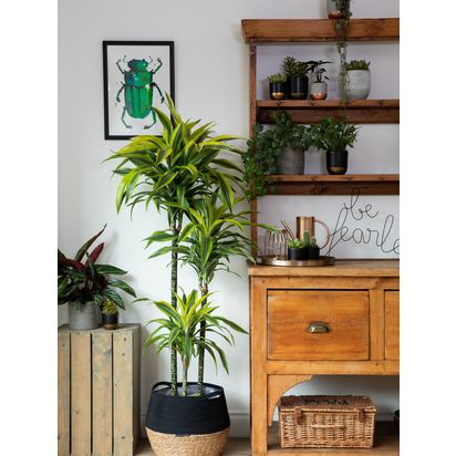 The Little Botanical Extra Large Lemon & Lime Dracaena Plant & Basket Multi | H110-150 x W80 cm