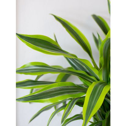The Little Botanical Extra Large Lemon & Lime Dracaena Plant & Basket Multi | H110-150 x W80 cm