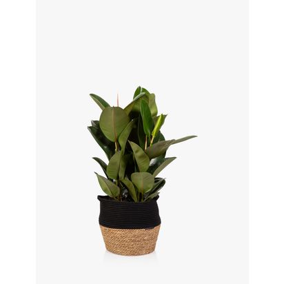 The Little Botanical Extra Large Ficus Elastica Plant & Basket Multi | H80-100 x W80 cm