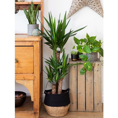 The Little Botanical Extra Large Yucca Plant & Basket Multi | H110-130 x W80 cm