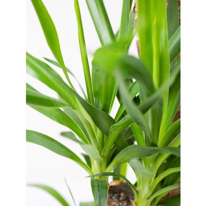 The Little Botanical Extra Large Yucca Plant & Basket Multi | H110-130 x W80 cm