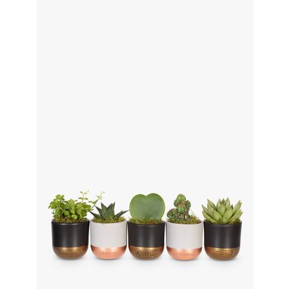 The Little Botanical Plant Shelfie Set Multi | H25 x W35cm