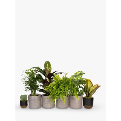 The Little Botanical Bathroom Plants Multi | H40 x W50cm