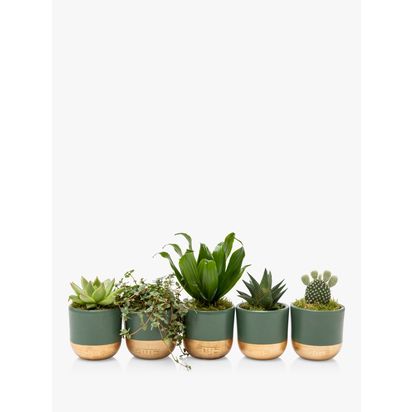 The Little Botanical Christmas Succulent Plant Gift Set Multi | H15 x W35 x D15 cm