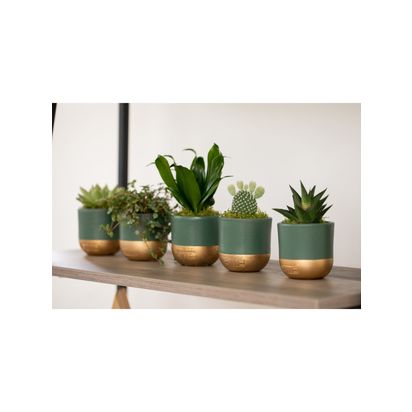 The Little Botanical Christmas Succulent Plant Gift Set Multi | H15 x W35 x D15 cm