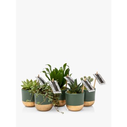 The Little Botanical Christmas Succulent Plant Gift Set Multi | H15 x W35 x D15 cm