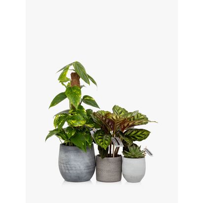 The Little Botanical Jungle Plant Gang Multi