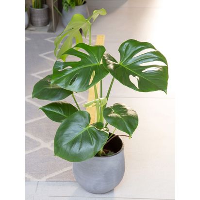 The Little Botanical Monstera Ceramic Multi