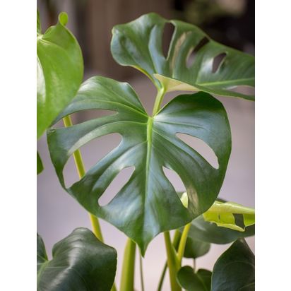 The Little Botanical Monstera Ceramic Multi