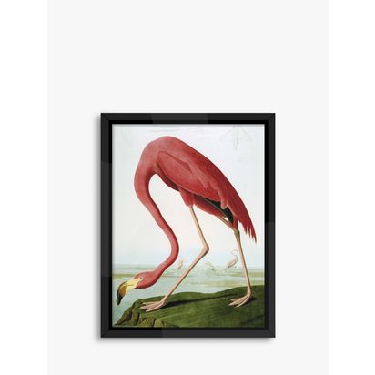 Brookpace Lascelles John James Audubon 'Flamingo' Framed Print, 86 x 66cm, Pink Pink | H86 x W66 x D5cm