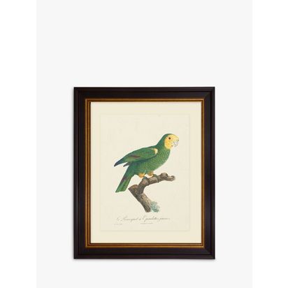 Brookpace Lascelles 'Tropical Bird III' Framed Print & Mount, 60 x 50cm, Green Green | H60 x W50 x D5cm