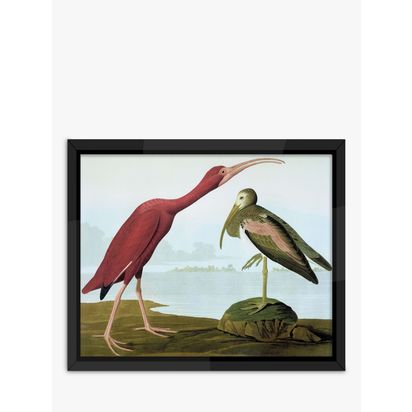 Brookpace Lascelles John James Audubon 'Tropical Bird I' Framed Print, 56 x 46cm, Multi Multi | H56 x W46 x D5cm
