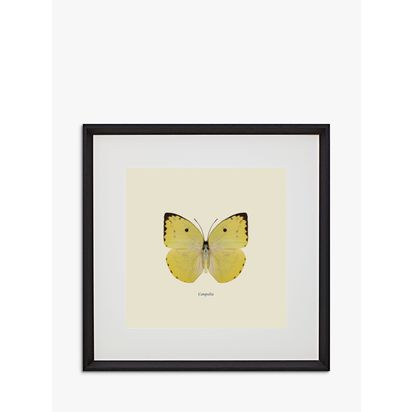 Brookpace Lascelles 'Catopsilia Butterfly' Framed Print & Mount, 45.5 x 45.5cm, Yellow/Multi Yellow/Multi | H45.5 x W45.5 x D2.5cm