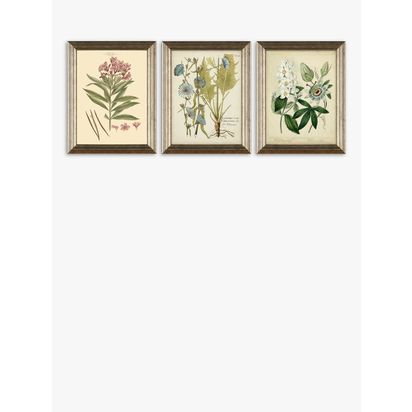 Botanical Florals Framed Prints, Set of 3, 47 x 37cm, Green/Multi Green/Multi | H47 x W37 x D2cm