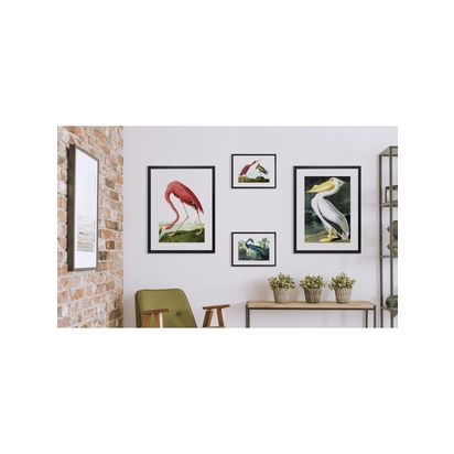 Brookpace Lascelles John James Audubon 'Tropical Bird II' Framed Print, 56 x 46cm, Blue Blue | H56 x W46 x D5cm