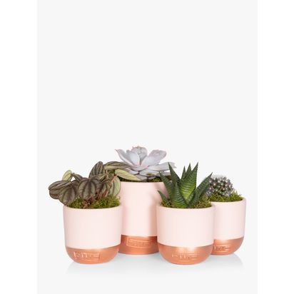 The Little Botanical Pretty Pink Plant Gang Multi | H8-15 cm