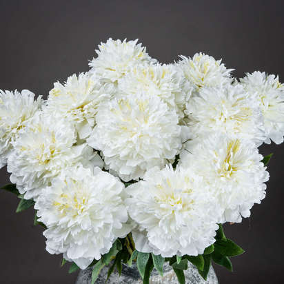 Single White Hydrangea