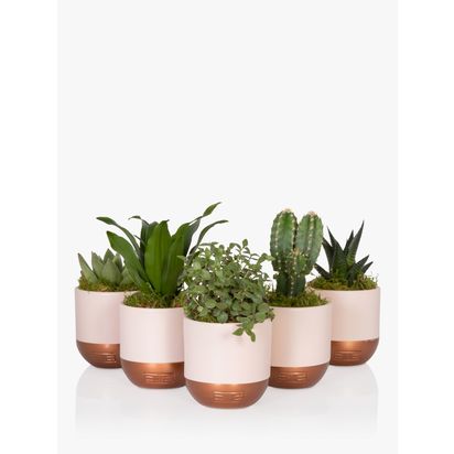 The Little Botanical Pink Shelfie Plants Multi | H15 x W8 x D40cm