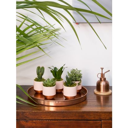 The Little Botanical Pink Shelfie Plants Multi | H15 x W8 x D40cm