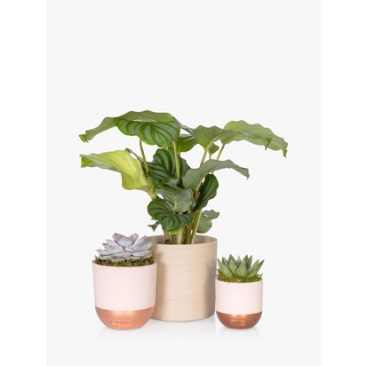 The Little Botanical Calathea & Succulent Plants Multi | H35 x W25 x D35cm