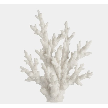 Staghorn coral