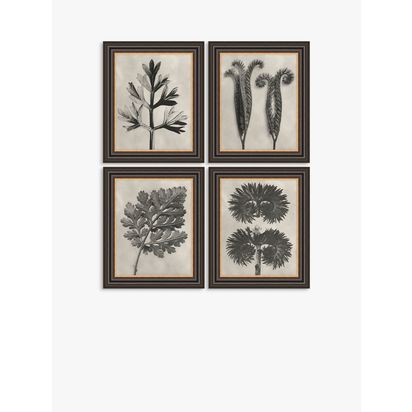 John Lewis Karl Blossfeldt 'Botanicals' Framed Prints, Set of 4, 37 x 31cm, Grey Grey | H37 x W31 x D2.5cm