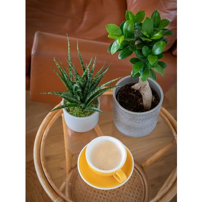 The Little Botanical Zen Bonsai Set Multi