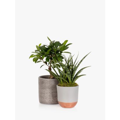 The Little Botanical Zen Bonsai Set Multi