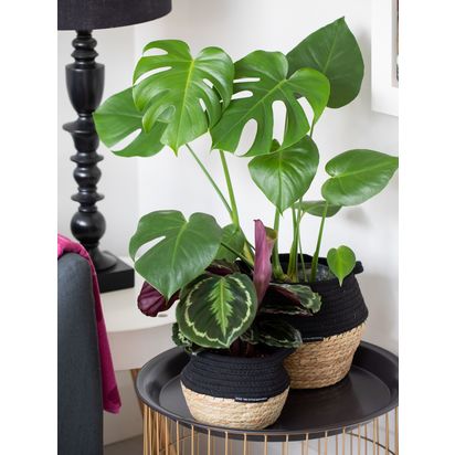 The Little Botanical Jungle Greenery in Belly Baskets Multi | H60 x W35 x D21cm