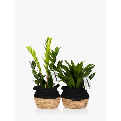 The Little Botanical Easy Care Plant Basket Multi | H40 x W40 x D40cm