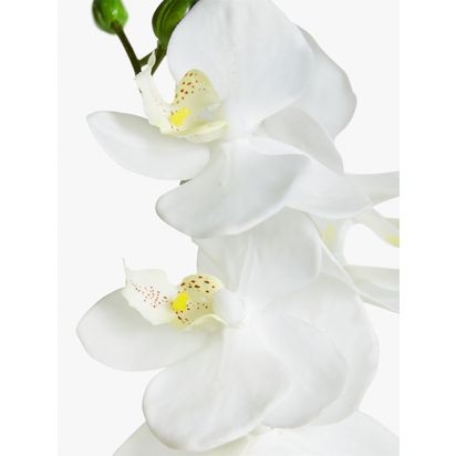 John Lewis Artificial Small White Orchid in Ceramic Pot | H38 x W9 x D15cm