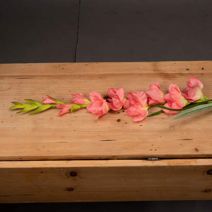 Coral Gladioli