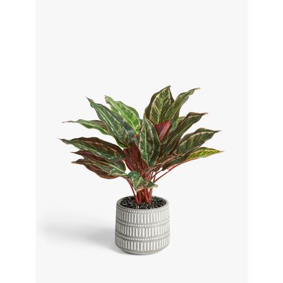 John Lewis Artificial Stromanthe Bush Plant | Pot: Dia.13cm, Leaves spread: H49.5 x Dia.30.5cm