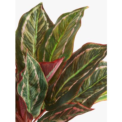 John Lewis Artificial Stromanthe Bush Plant | Pot: Dia.13cm, Leaves spread: H49.5 x Dia.30.5cm