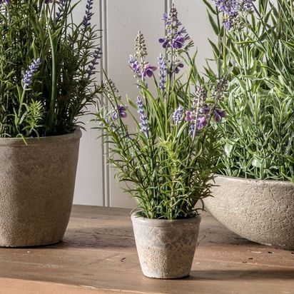 Lavender Classic with Cement Pot