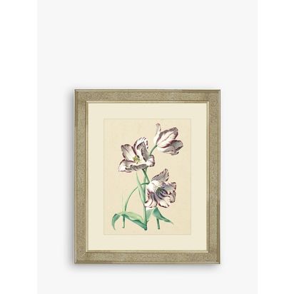 Brookpace Lascelles 'Tulips IV' Framed Print & Mount, 60 x 50cm, Multi Multi | H60 x W50 x D5cm