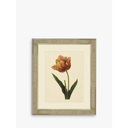 Brookpace Lascelles 'Tulips II' Framed Print & Mount, 60 x 50cm, Multi Multi | H60 x W50 x D5cm