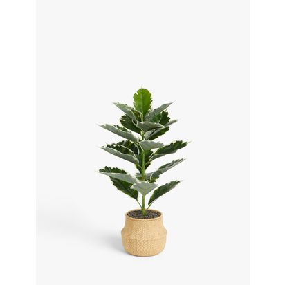 John Lewis Artificial Varigated Fig in Basket Multi | H50.8 x W81.3 x D50.8cm