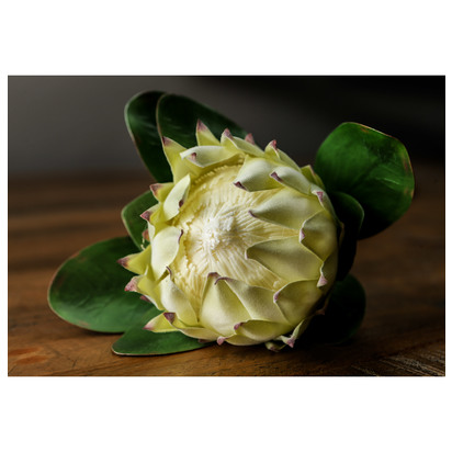 Large White Protea