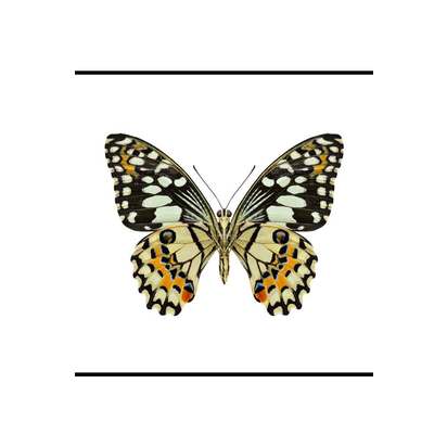 Pale Lime Swallowtail Butterfly Art Print - Unframed
