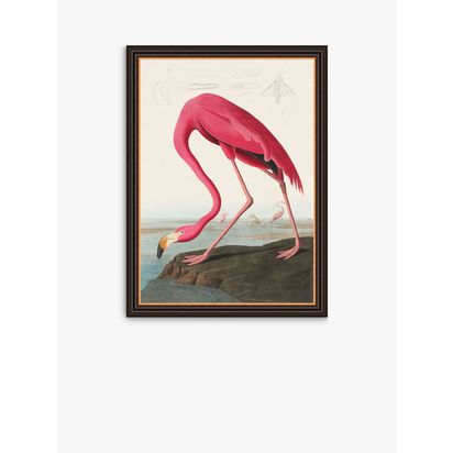 John Lewis John James Audubon 'American Flamingo' Framed Print, 77 x 57cm, Pink Pink | H77 x W57 x D3cm