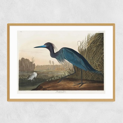 Blue Crane by John James Audubon [frame width 15mm]